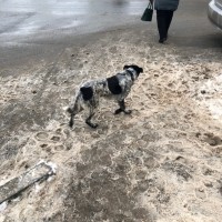 Найдена собака, окрас пятнистый