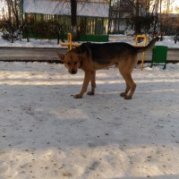 В добрые руки, пёс, окрас коричнево-черный