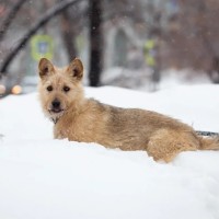 В добрые руки, собака, окрас бежевый