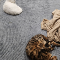 Отдам в добрые руки:  котов