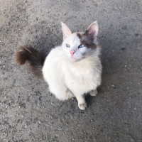 Найдена кошка, окрас белая с темной ушком и хвостиком