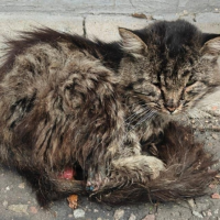 Потеряно:  котик