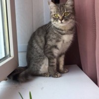 Найдена кошка, окрас серо-белый, полосатая