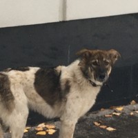Найдена собака, окрас белый с черно-коричневыми пятнами