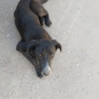 Найдена собака, окрас черный, белая грудка