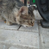 Найден кот, окрас серый