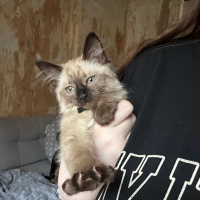 Найдено:  котенок