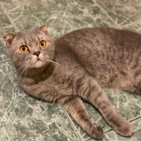 Найдена кошка, порода скотиш фолд, окрас серый
