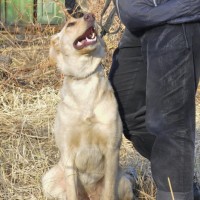 В добрые руки, собака, окрас светлый