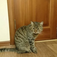 Найдена кошка, окрас камышовый, полосатый