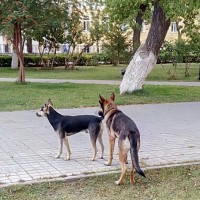 Найдены собаки, окрас черно-коричневый