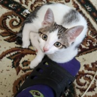 Пропала кошка, пожалуйста, кто нашёл отзовитесь!! Небольшое вознаграждение.