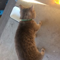 Найден кот, окрас серо-рыжий