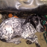 Найдена собака, порода курцхаар, окрас белый с черными пятнами