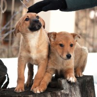 В добрые руки, щенки, окрас смешанный