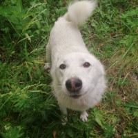 Найдена собака, порода сибирская лайка, окрас светлый