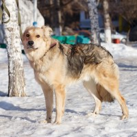 В добрые руки, пёс, окрас рыже-серый