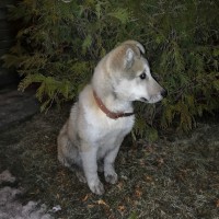 Найден щенок, окрас серо-белый