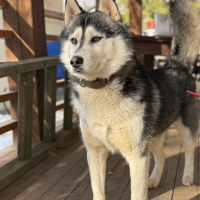 Потеряно:  собаки хаски