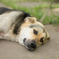 В добрые руки, собака, окрас трехцветный