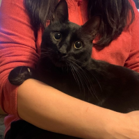 Найдено: ##иск кот котик кот