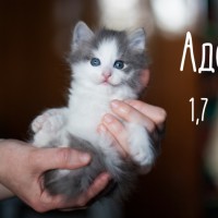 В добрые руки, котята, окрас смешанный