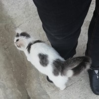 Найдена кошка, окрас белый с черными пятнами