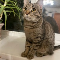 Пропал кот.