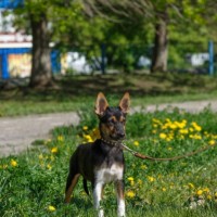 В добрые руки, собачка, окрас трехцветный