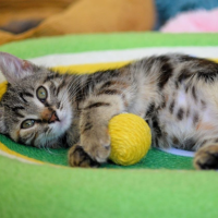 Отдам в добрые руки:  кошечка