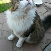 Найден кот, окрас серо-рыжий с белым