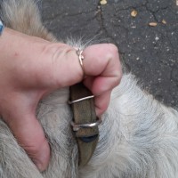 Найдена собака, окрас серо-белый, с ошейником