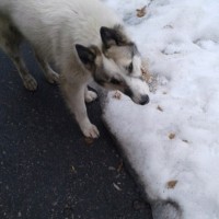 В добрые руки, собака, окрас смешанный