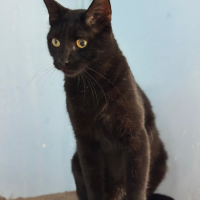 Отдам в добрые руки:  котик кот