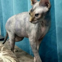 Найдена кошка, порода сфинкс