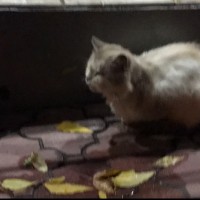 Найден кот, окрас серо-белый