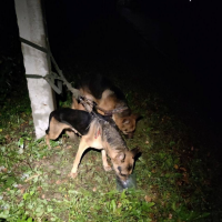 Отдам в добрые руки:  кобеля