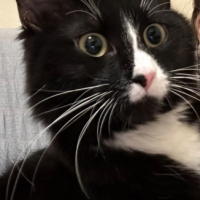 Потеряно:  кошка кошка