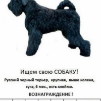 Пропал щенок, порода русский терьер, окрас черный