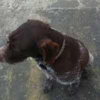 Найдена собака.окрас коричневый с белыми пятнами