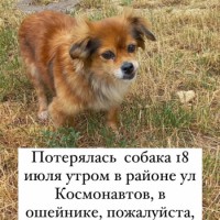 Потерялась собачка рыжий окрас утром 17 июля в районе ул Космонавтов
