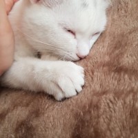 В добрые руки, кот, окрас белый
