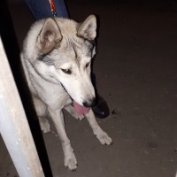 Найдена собака, окрас серо-белый