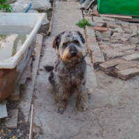 Потеряно:  рекса