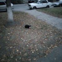 Найден кот\кошка, окрас черный, мордочка белая