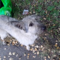 Найдена собака, окрас серо-белый, с ошейником