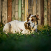 Отдам в добрые руки:  пес