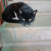 Найдено:  котенок / кошка котик коткотенок