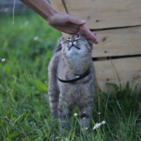 В добрые руки, кошка, окрас серый