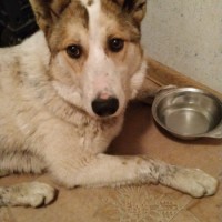 Найдена собака, окрас светлый, коричнево-рыжие уши